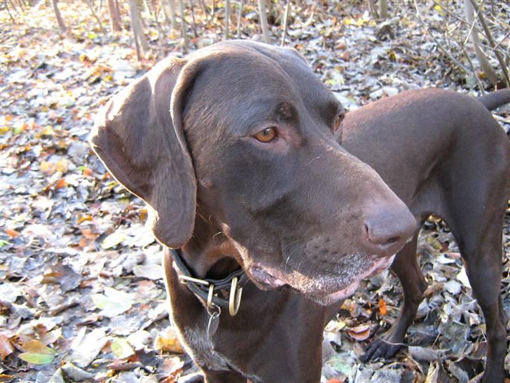 Korthåret hønsehund Caro - "Gomards King" - I skoven....... billede 15