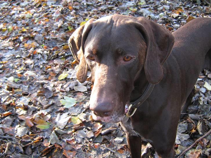 Korthåret hønsehund Caro - "Gomards King" - I skoven....... billede 16