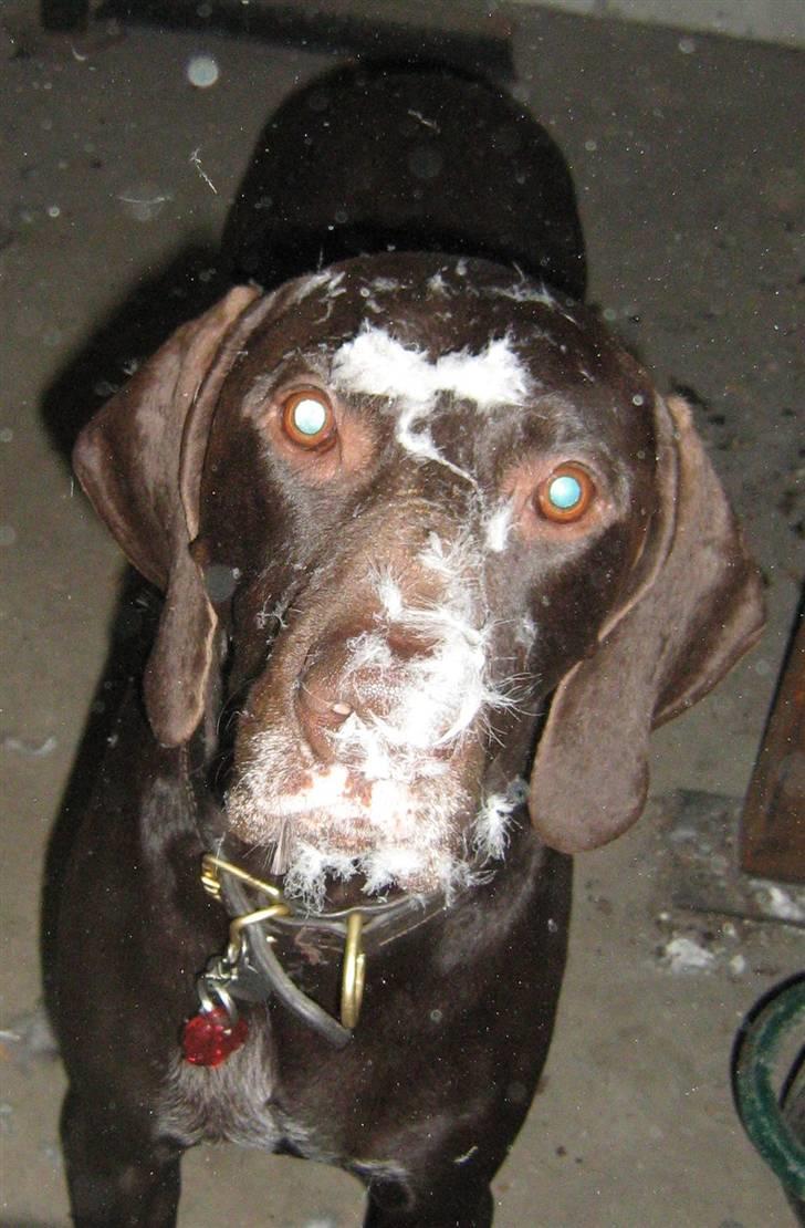 Korthåret hønsehund Caro - "Gomards King" - Har lige hjulpet med at plukke en GÅS  ;o)) billede 18