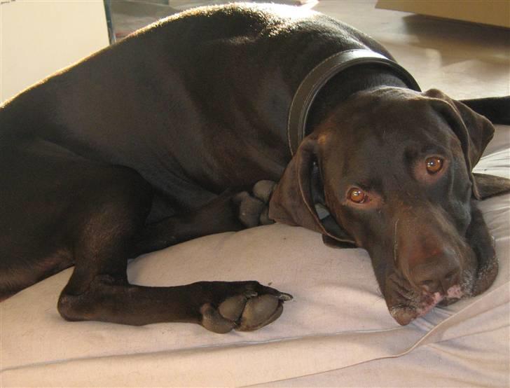 Korthåret hønsehund Caro - "Gomards King" - Så er det tid til en "morfar"........  billede 19