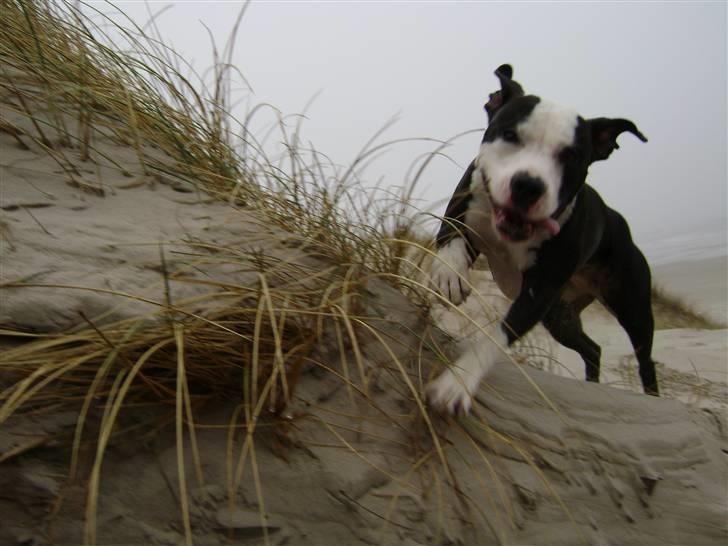 Amerikansk staffordshire terrier Wilma - Strandtur 11/2/08 billede 1