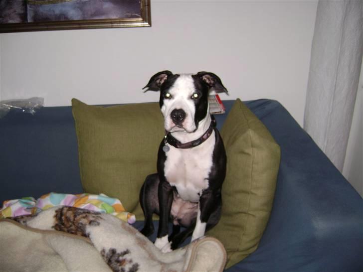 Amerikansk staffordshire terrier Wilma billede 2