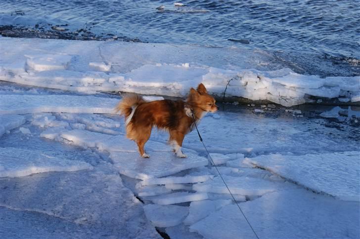 Chihuahua Chico - Tror det var godt han var i snor, ellers var han blæst væk, isen var nemlig skøjte glat.. billede 17