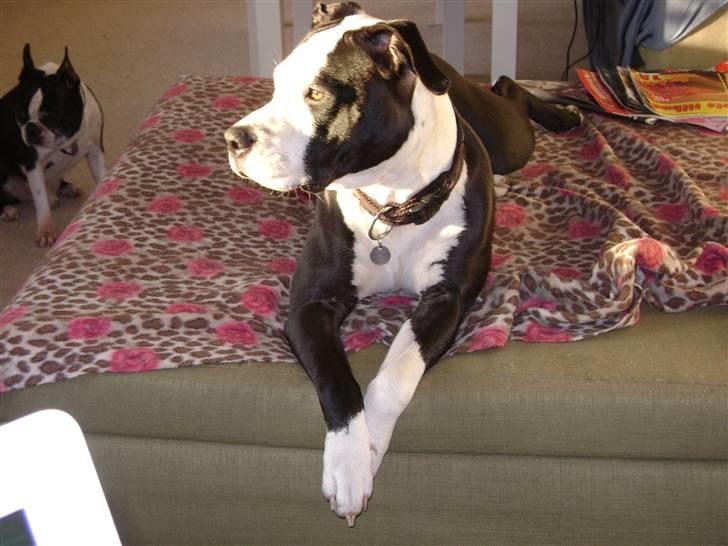 Amerikansk staffordshire terrier Wilma billede 3