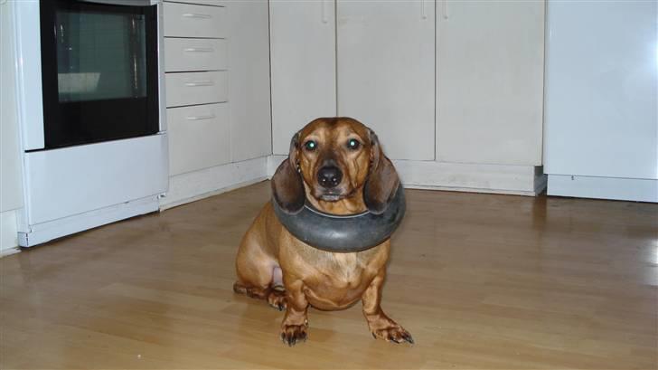 Gravhund Rasmus billede 11