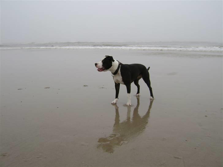 Amerikansk staffordshire terrier Wilma - Strandtur 11/2/08 billede 4