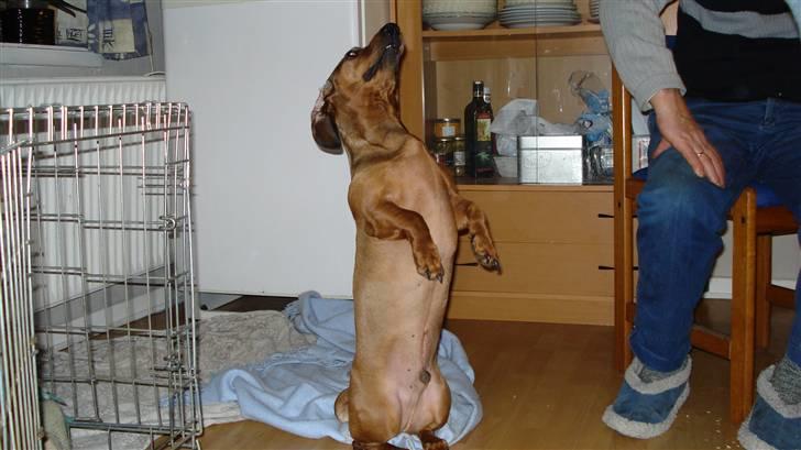 Gravhund Rasmus billede 12