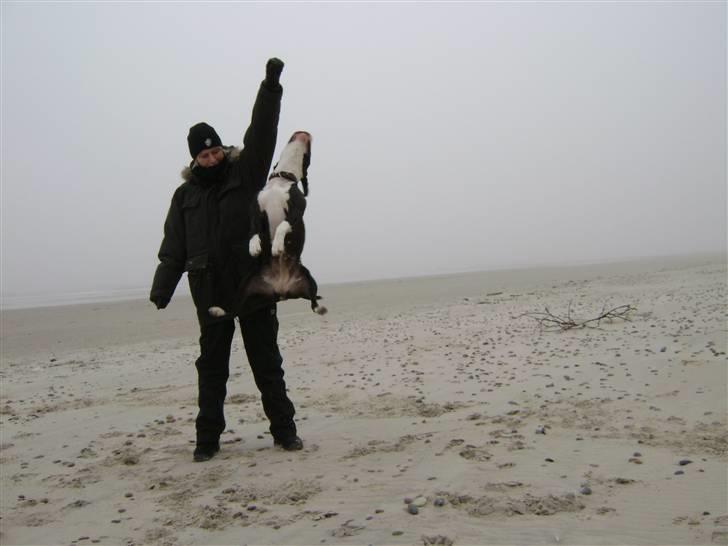 Amerikansk staffordshire terrier Wilma - Strandtur 11/2/08 billede 5