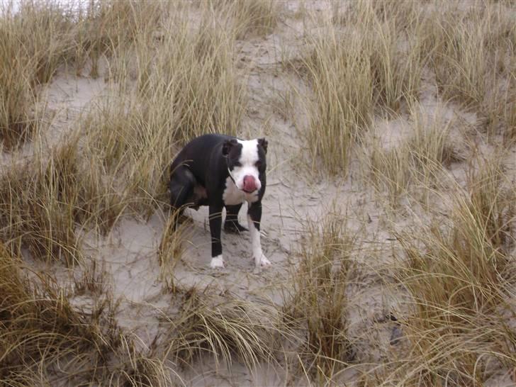 Amerikansk staffordshire terrier Wilma - Det gælder om at holde tungen lige i munden når man er på potten! billede 6