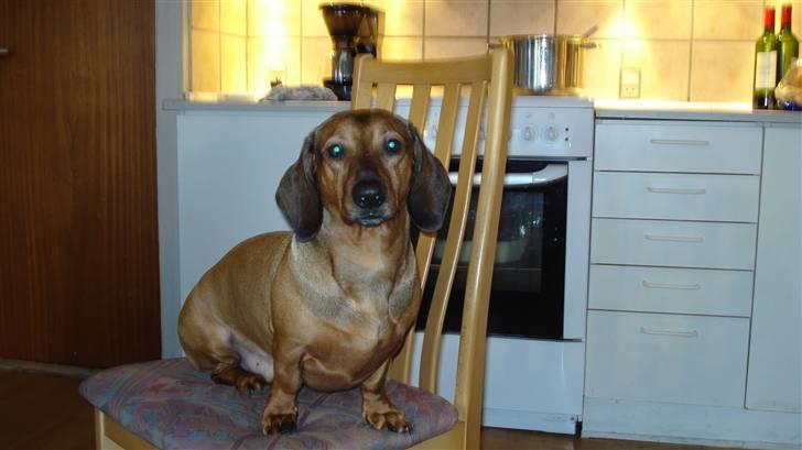 Gravhund Rasmus billede 13