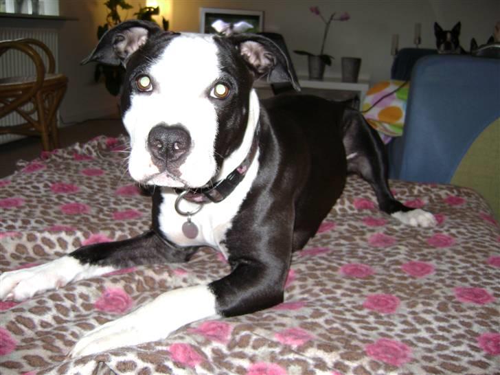 Amerikansk staffordshire terrier Wilma billede 8