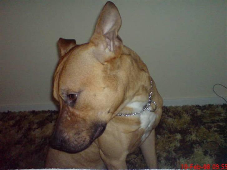 Amerikansk staffordshire terrier Tajs - Jeg er bare verdensmester i at se uskyldig ud c",) billede 8