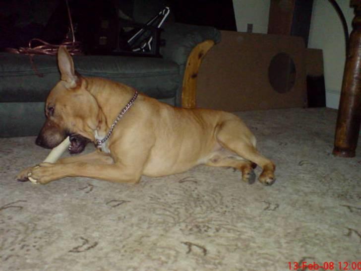 Amerikansk staffordshire terrier Tajs - Nams, lækker lækker kødben c",) billede 9