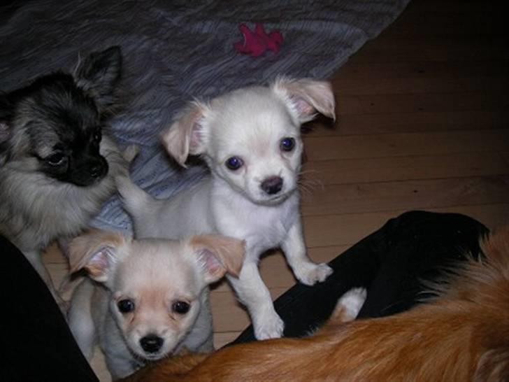 Chihuahua Achilles billede 6