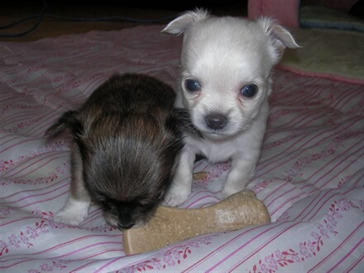 Chihuahua Achilles billede 7