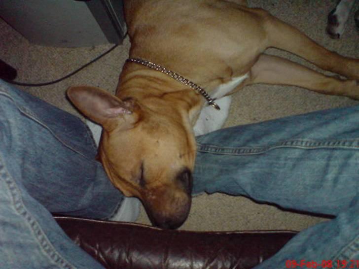 Amerikansk staffordshire terrier Tajs - Er lige skvattet i søvn på fars fødder c",) billede 10