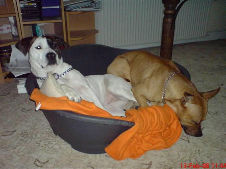 Amerikansk staffordshire terrier Tajs - Frida skubber mig ud af kurven c",) billede 11