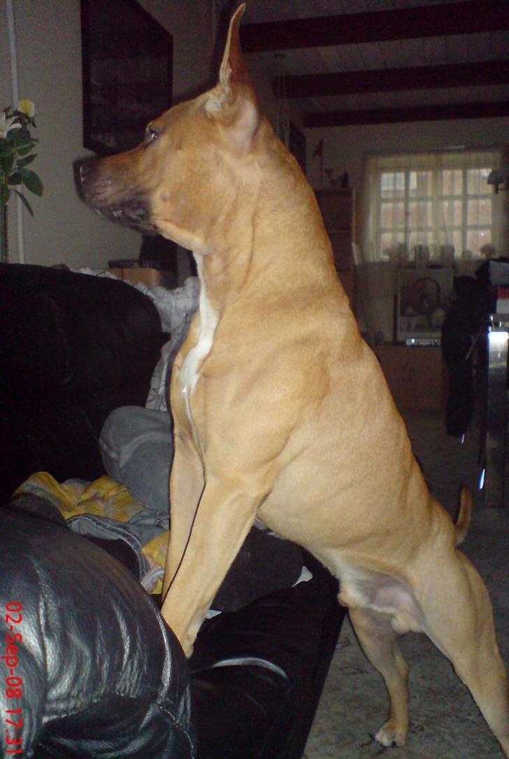 Amerikansk staffordshire terrier Tajs - Holder lige øje med hele gaden c",) billede 12