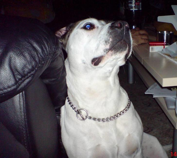 Blanding af racer Frida - I´m one tough cookie... c",) billede 11