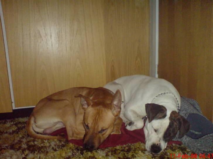 Amerikansk staffordshire terrier Tajs - Vi putter (og Frida snorker!) c",) billede 13