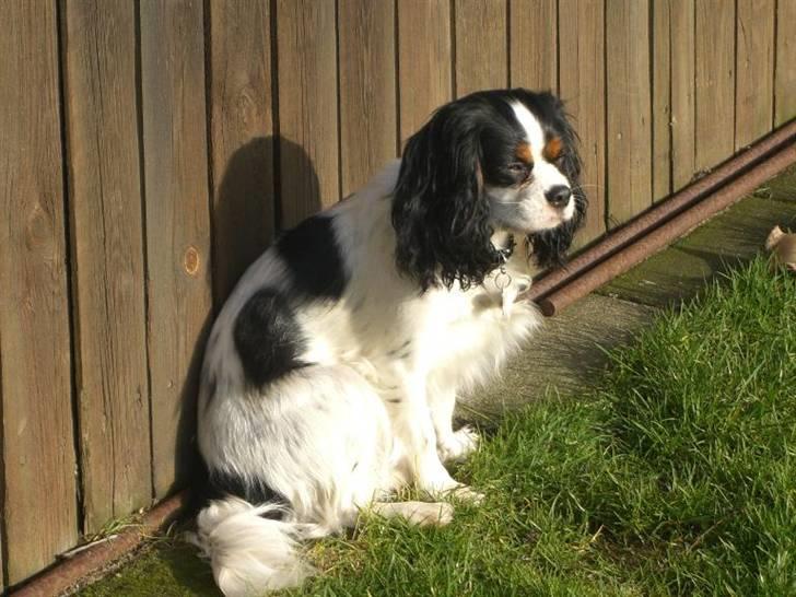Cavalier king charles spaniel Freja ( RIP) - Freja forår 2008 billede 9