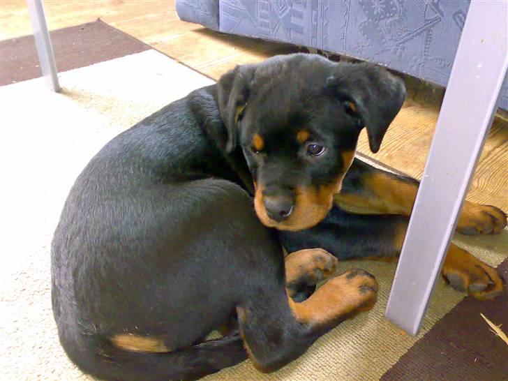 Rottweiler Basse - Basse 10 uger. billede 6