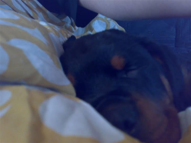 Rottweiler Basse - Basse den lille soveræv, 10 uger. billede 7