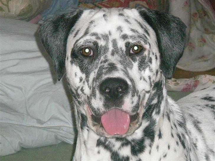 Blanding af racer Diva R.I.P billede 1