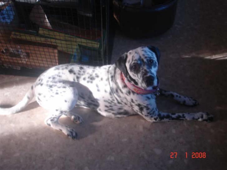 Blanding af racer Diva R.I.P billede 2