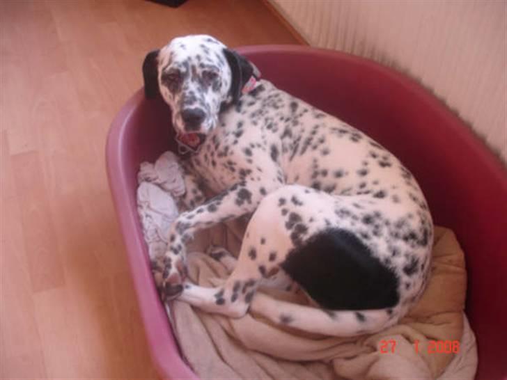 Blanding af racer Diva R.I.P billede 3