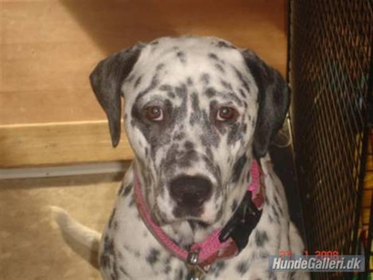 Blanding af racer Diva R.I.P billede 4