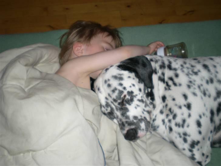 Blanding af racer Diva R.I.P billede 5