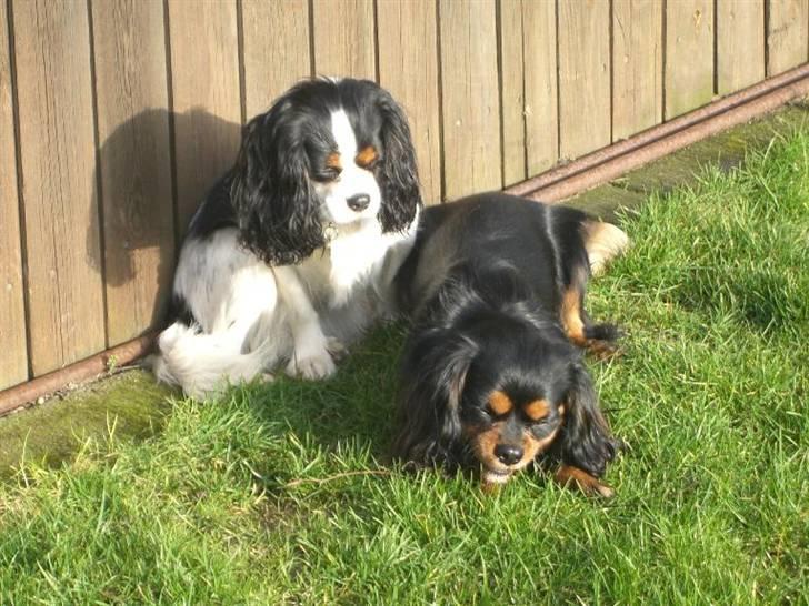 Cavalier king charles spaniel Freja ( RIP) - Freja og Bonzo 2008 billede 10