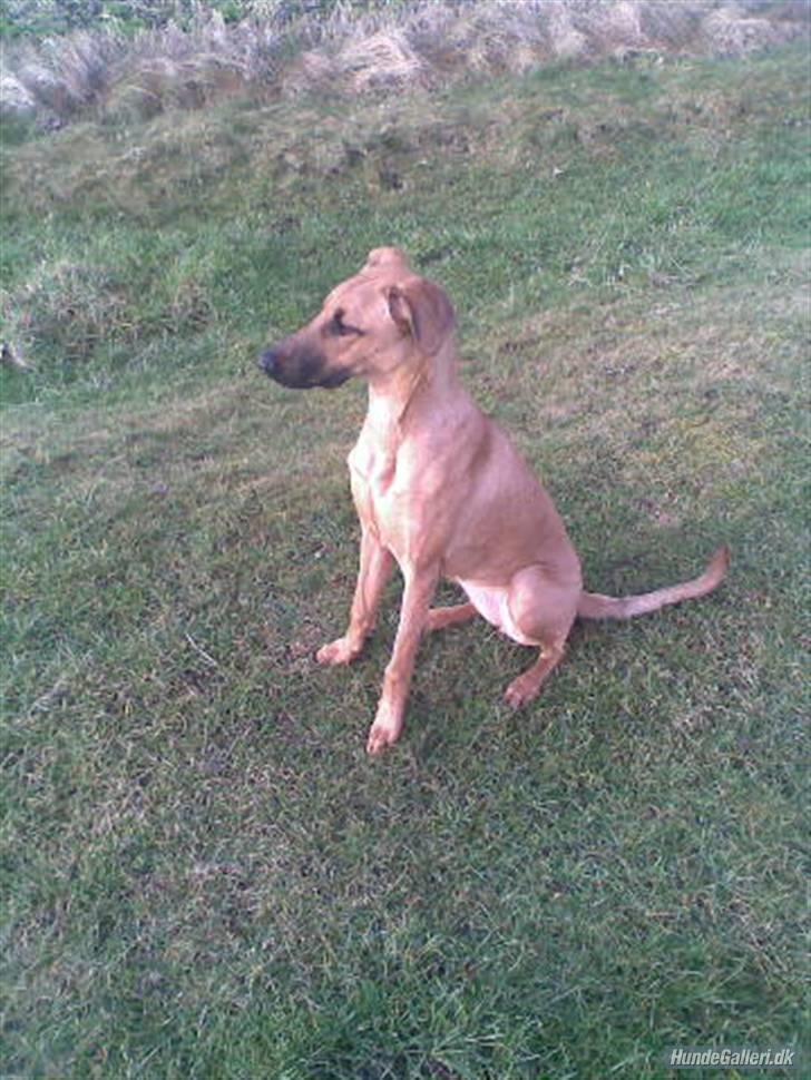 Blanding af racer ** Aamina ** RIP 12/08-08 - På de evige græsmarker billede 15