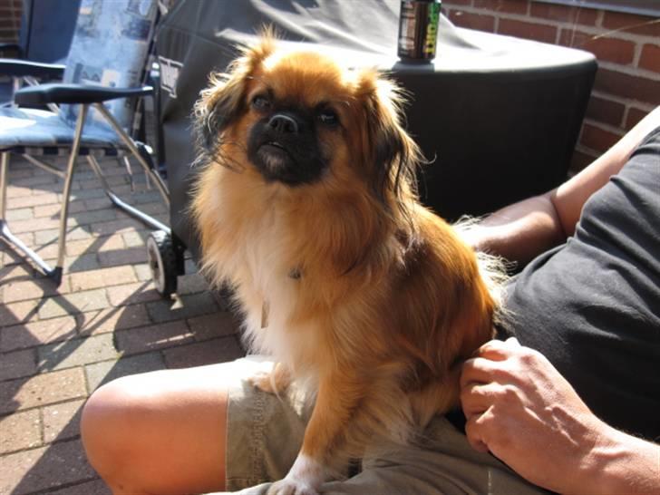 Blanding af racer - ~°º• Chiwas •º°~ - - Nyt billede 20-9-2009 billede 1