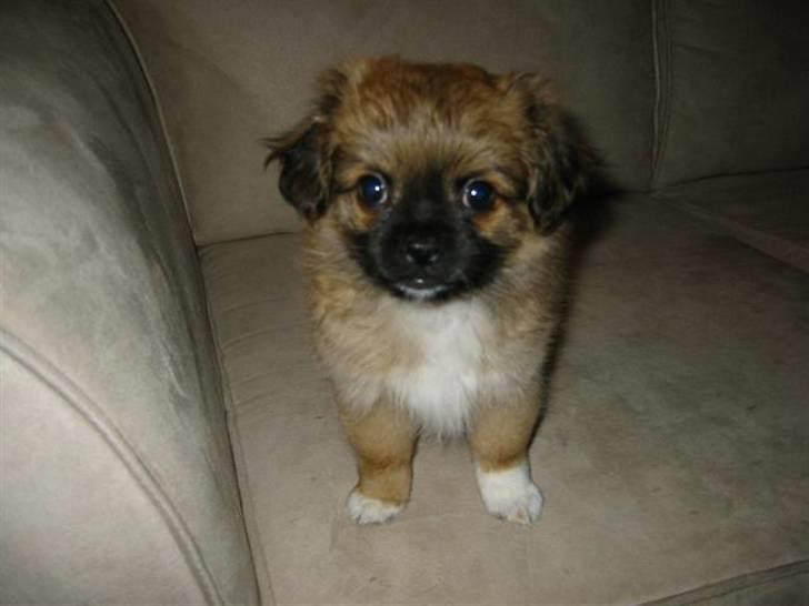 Blanding af racer - ~°º• Chiwas •º°~ - - Da jeg ikke var sååå stor... billede 2