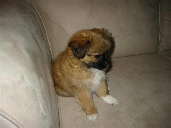 Blanding af racer - ~°º• Chiwas •º°~ - billede 3