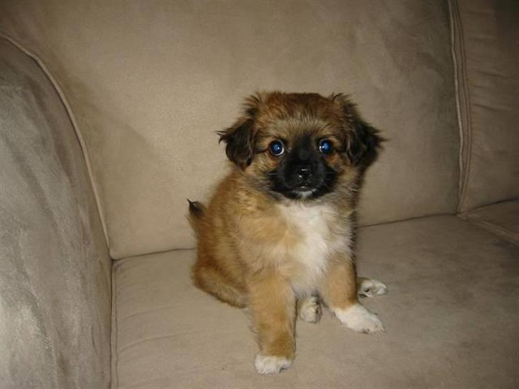 Blanding af racer - ~°º• Chiwas •º°~ - billede 4