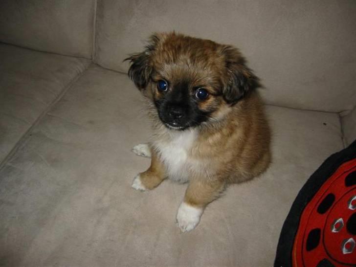 Blanding af racer - ~°º• Chiwas •º°~ - billede 5