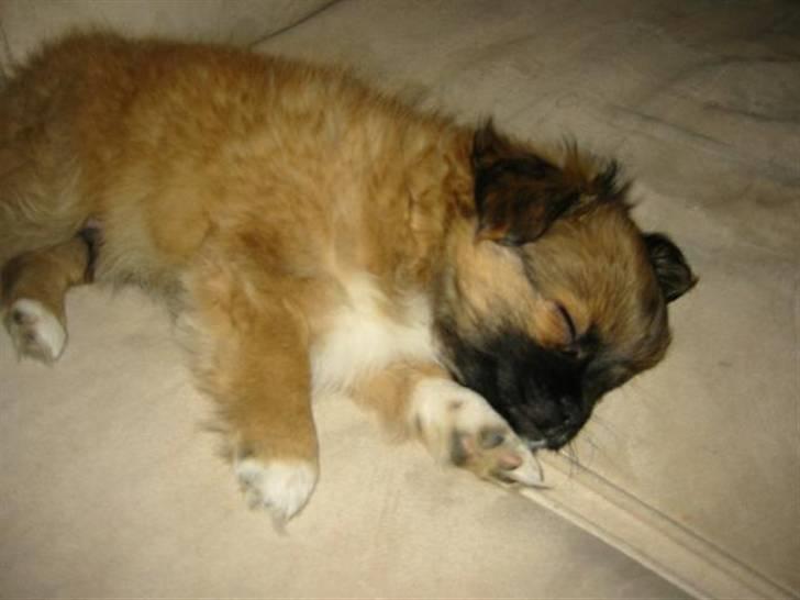 Blanding af racer - ~°º• Chiwas •º°~ - billede 6