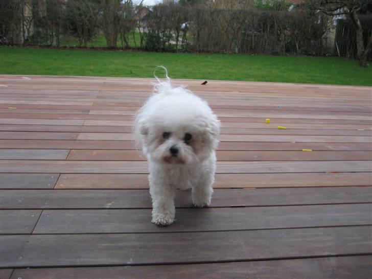 Bichon à poil frisé Lucy Star's Whit Holly billede 16
