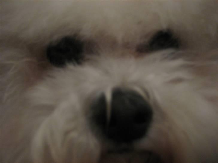 Bichon à poil frisé Lucy Star's Whit Holly billede 17