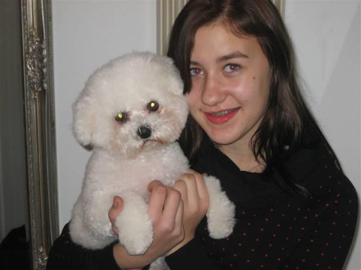 Bichon à poil frisé Lucy Star's Whit Holly billede 18