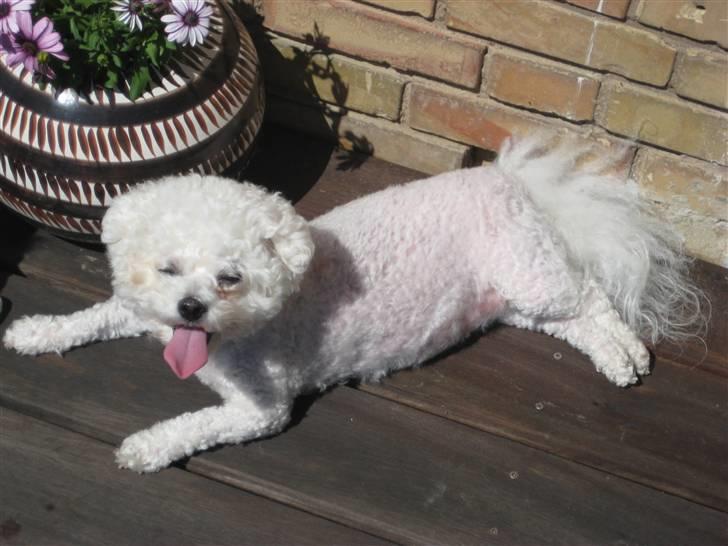 Bichon à poil frisé Lucy Star's Whit Holly - Åh, det var en varm dag :)  billede 19