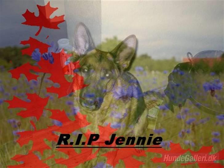 Schæferhund Jennie <3 † DØD † R.I.P - R.I.P billede 20
