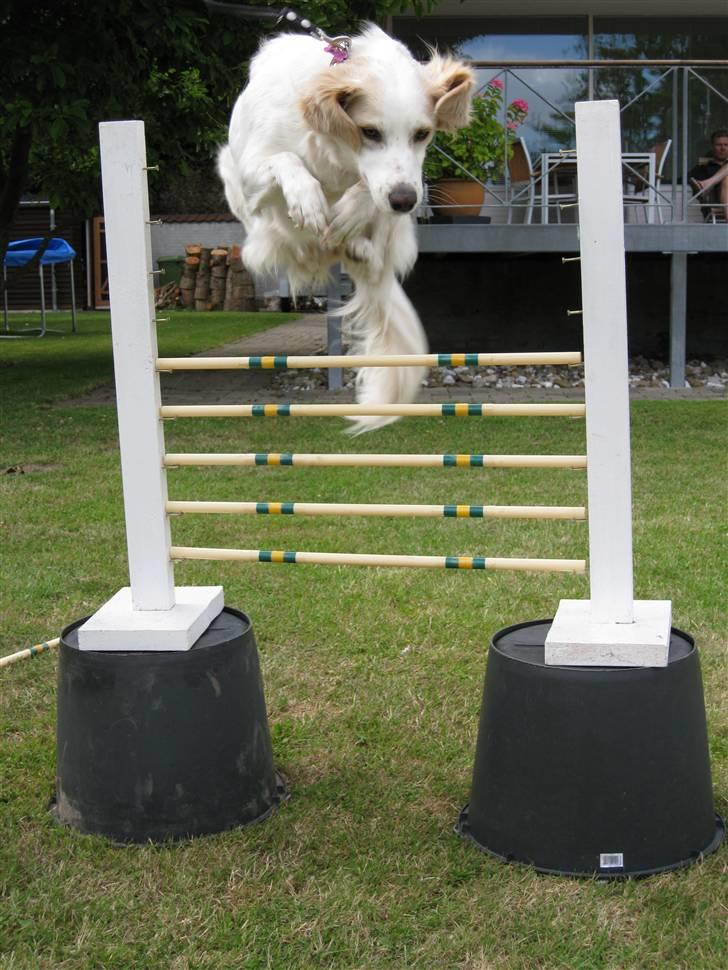 Blanding af racer Honey billede 18