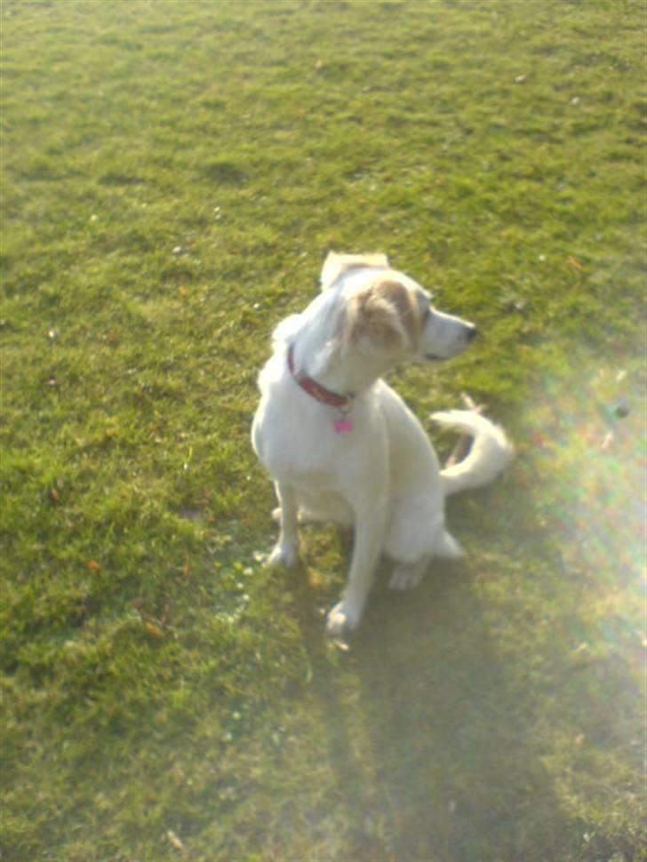 Blanding af racer Honey billede 19