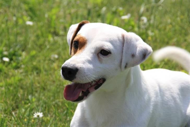 Jack russell terrier lille lindholds Laban - velkommet tiool labans profil:D tag et kig på alle billederne!! og smid gerne en kommmentar :D billede 1