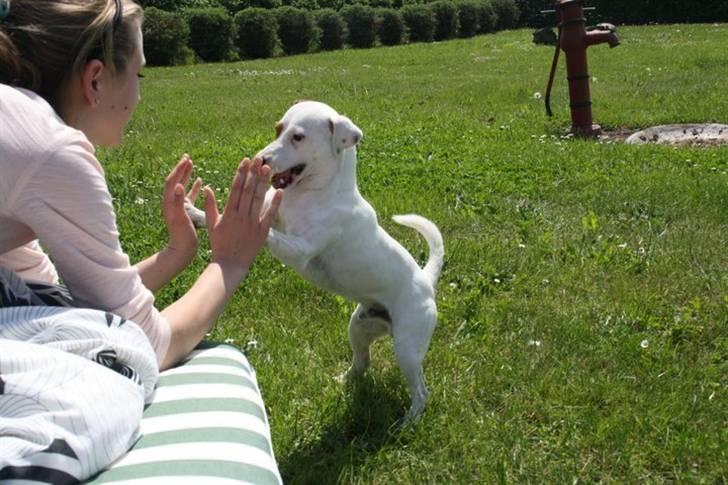 Jack russell terrier lille lindholds Laban - vi er et team! billede 2