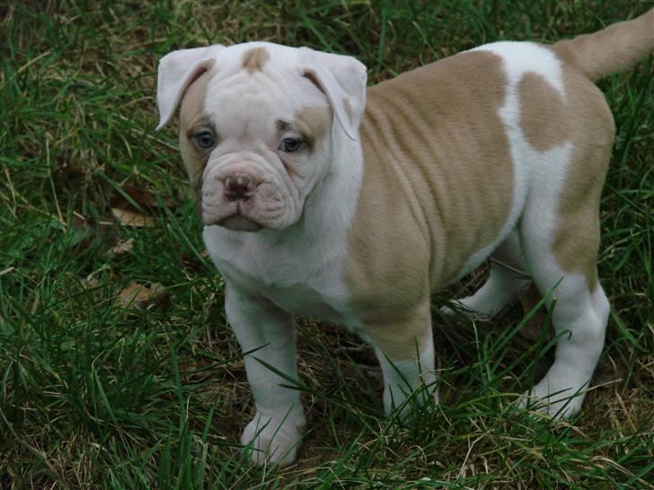 Amerikansk bulldog Sweet Little Alba(Rest in peace) billede 7